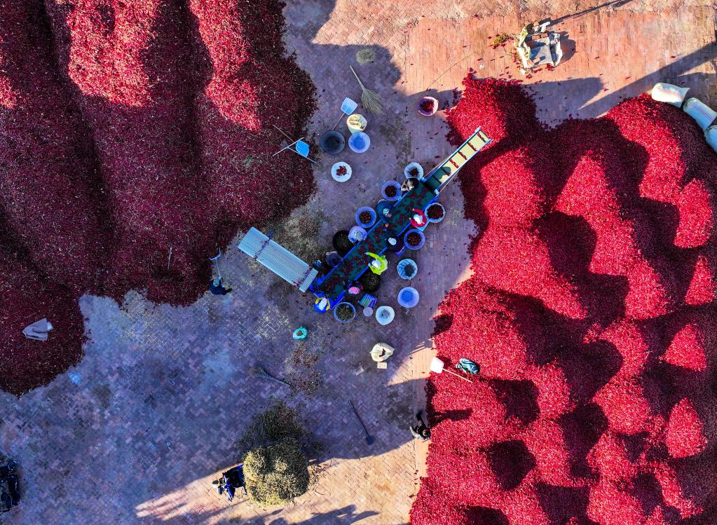 內蒙古通遼：火紅幹椒迎豐收