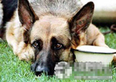 近些年，虐待動物事件頻發，令人髮指。