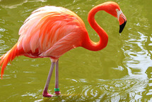 實拍福岡公園的火烈鳥 火紅雪白（高清）