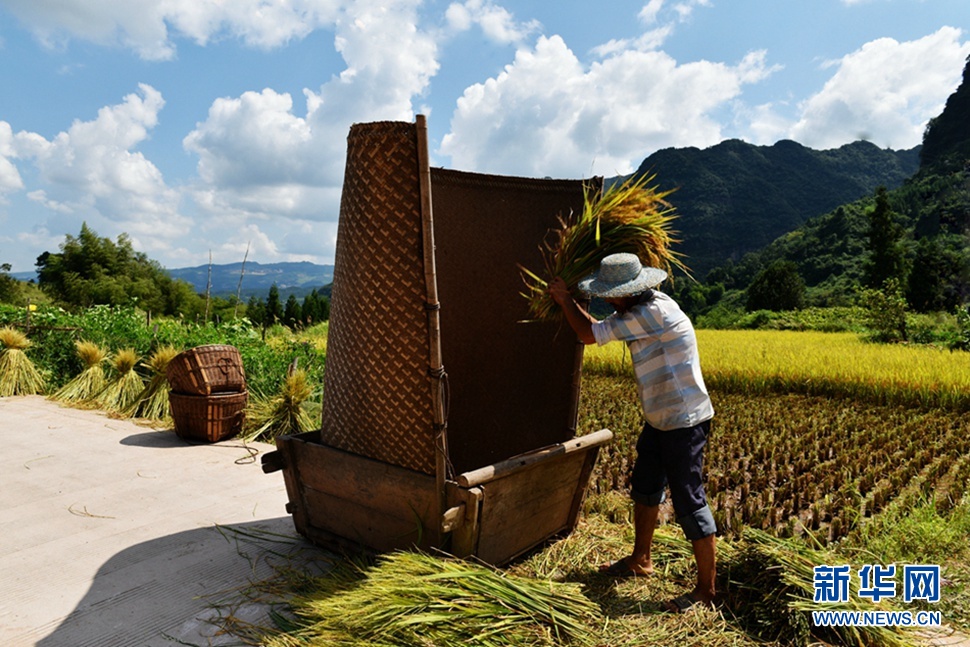 金秋時節稻穀香