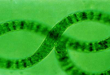 墨西哥奧運健兒也吃螺旋藻