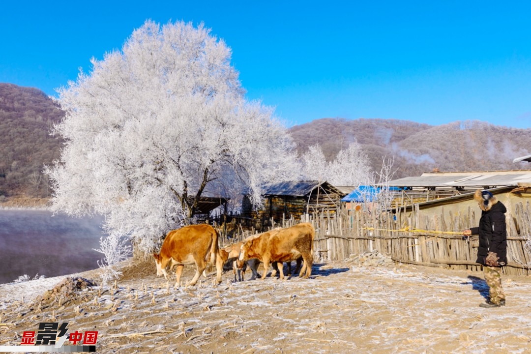 玉樹藍天老黃牛，山水風情農家院。2018年12月30日拍攝于吉林省樺甸市。新華網發 楊怡鳴 攝