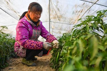 科技大棚保障冬季蔬菜生産