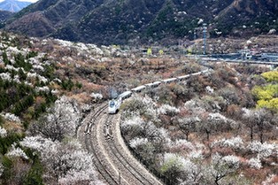 【“疫”後花開 邁向詩和遠方】開往春天的列車 穿越居庸一路花海