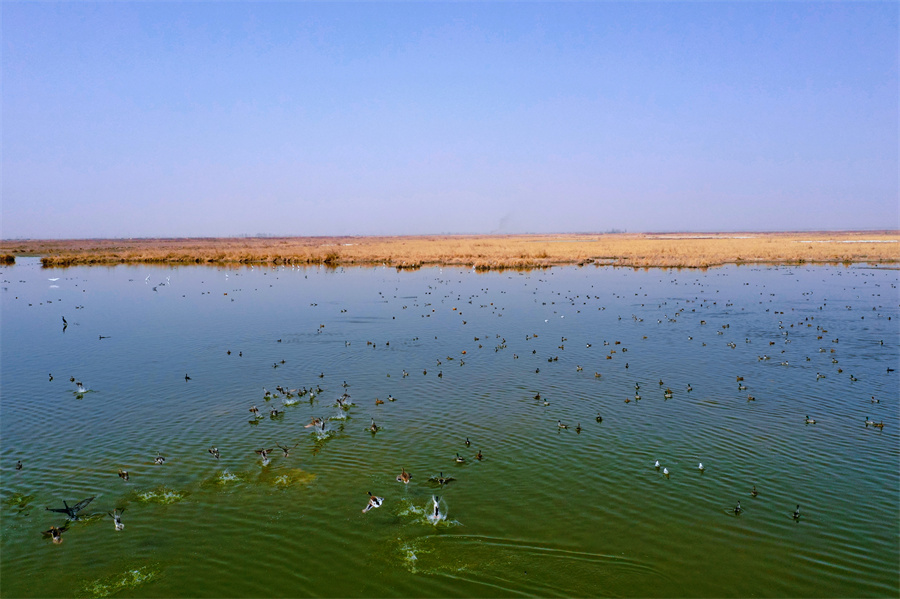 新疆庫車：原生態濕地上萬只候鳥空中翱翔 水中覓食嬉戲