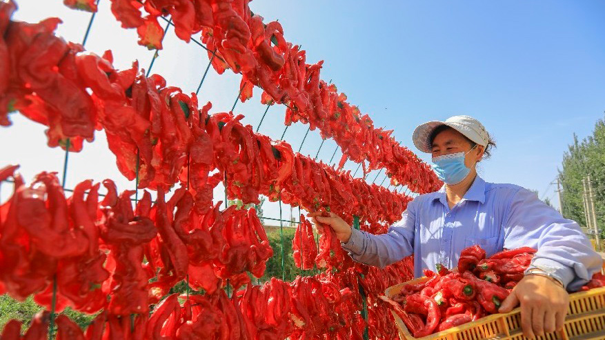新疆博湖：辣椒豐收