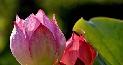 北京の蓮花池公園でハス観賞