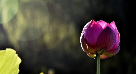 北京の蓮花池公園でハスの花を観賞