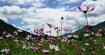 一面のコスモスに彩られた大地　甘粛省